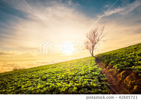 Big Cabbage farm on the mountain Big Cabbage farm on the mountain 42605721