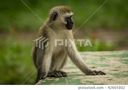 Vervet monkey crouching on wall looking right Vervet monkey crouching on wall looking right 42605802