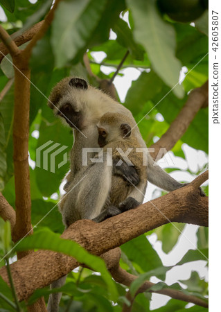 Vervet monkey mother cuddling baby in branches 42605807