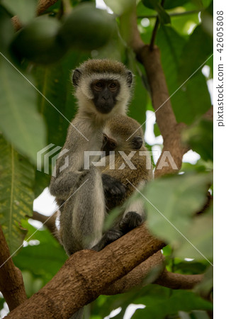 Vervet monkey mother cuddling baby in tree 42605808
