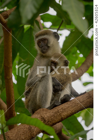 Vervet monkey mother with baby in branches 42605814