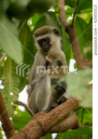 Vervet monkey mother with baby on branch Vervet monkey mother with baby on branch 42605815