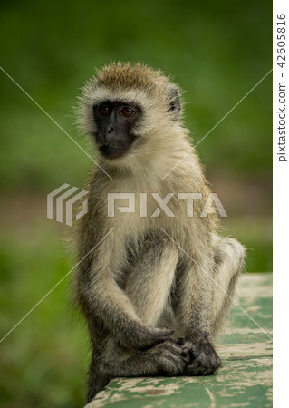Vervet monkey on wall with grass behind Vervet monkey on wall with grass behind 42605816