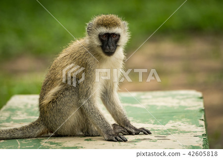 Vervet monkey sits on wall facing camera 42605818