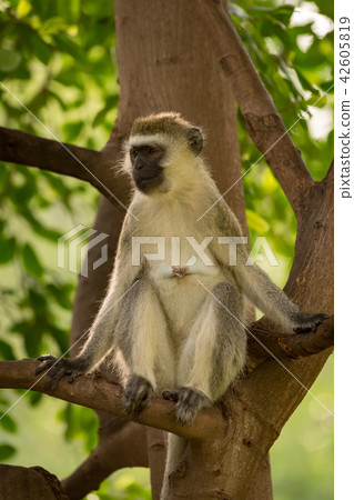 Vervet monkey sitting in tree looking left Vervet monkey sitting in tree looking left 42605819