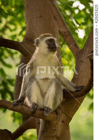Vervet monkey sitting in tree looking up 42605820