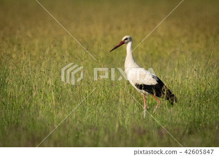 White stork standing in profile in grass 42605847