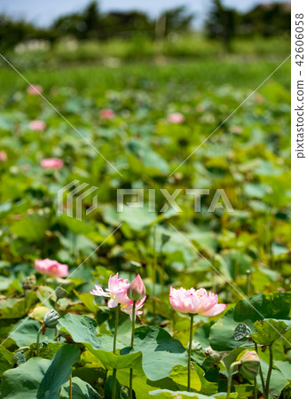 blooming lotus  42606058