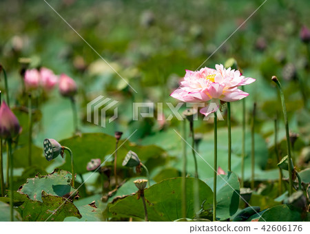 blooming lotus blooming lotus 42606176