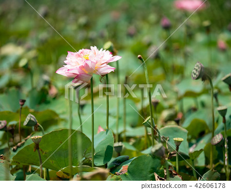 blooming lotus blooming lotus 42606178