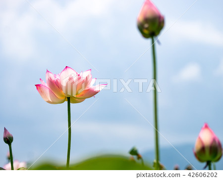 blooming lotus blooming lotus 42606202