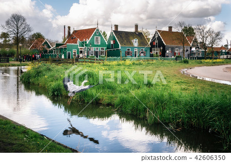 Authentic Zaandam houses, Netherlands 42606350