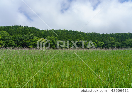 栃木縣那須鹽原大沼公園耀西蘭布蘭特(7月) 栃木縣那須鹽原大沼公園耀西蘭布蘭特(7月) 42606411