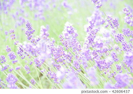 lavender lavender 42606437