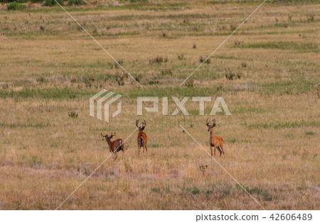 Whitetail Deer Bucks in Velvet 42606489