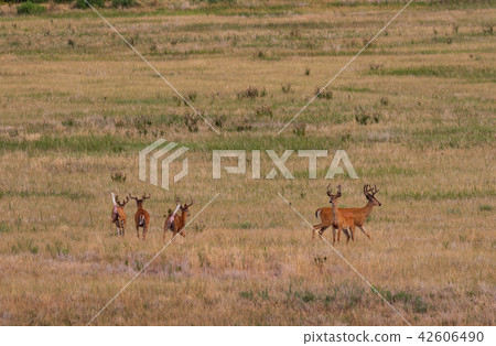 Whitetail Deer Bucks in Velvet 42606490