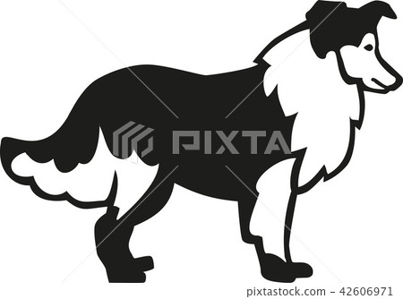 Rough Collie Rough Collie 42606971