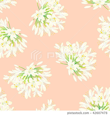 Snow White Agapanthus on Light Orange Background Snow White Agapanthus on Light Orange Background 42607478