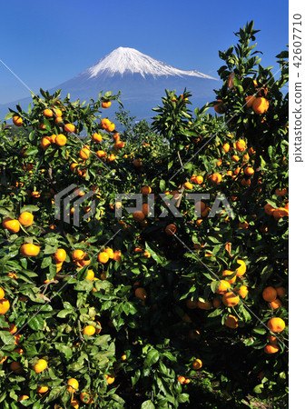 Mandarin orange and Mt. Fuji - 3403 Mandarin orange and Mt. Fuji - 3403 42607710
