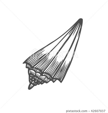 Sea shell Scallop Sea shell Scallop 42607837