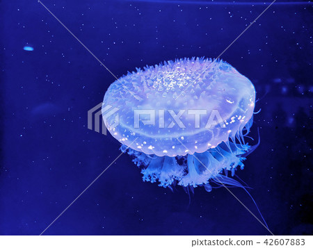 Glowing jellyfish under dark water Glowing jellyfish under dark water 42607883