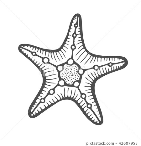 Starfish nature ocean 42607955