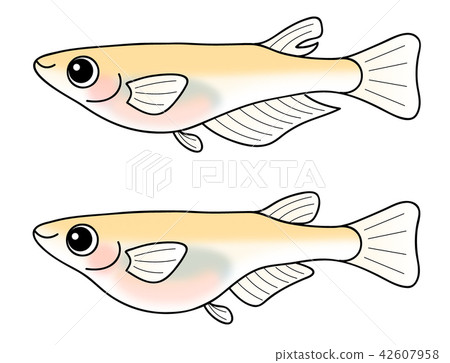 Medaka的男性和女性設置himekaka Medaka的男性和女性設置himekaka 42607958