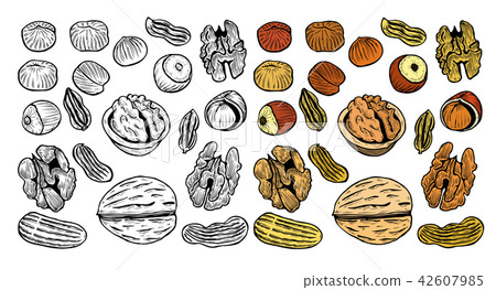 set of hand drawn nuts set of hand drawn nuts 42607985
