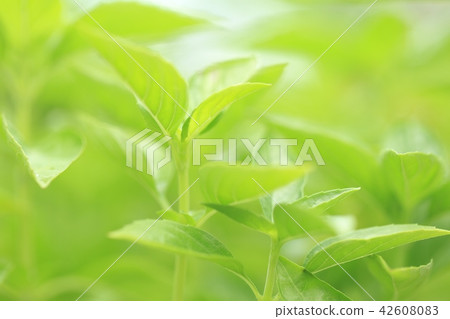 basil basil 42608083