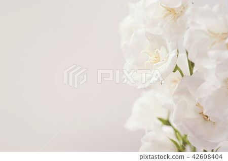 Abstract spring seasonal background with white flowers, natural easter floral image with copy space 42608404