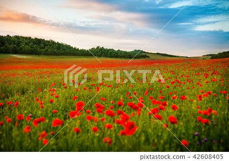 field of red poppies over sunser sky. Beautiful image of field of red poppies over summer sunset 42608405