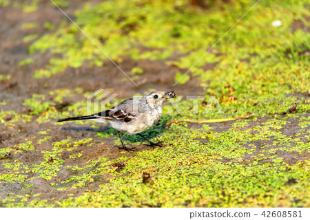 Juvenile white wagtail or Motacilla alba eats botfly Juvenile white wagtail or Motacilla alba eats botfly 42608581