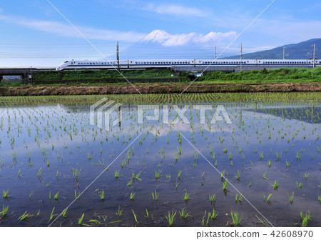 Paddy field and Shinkansen and Mt. Fuji-5074 Paddy field and Shinkansen and Mt. Fuji-5074 42608970