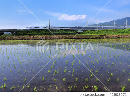 Paddy and Shinkansen and Mt. Fuji-5075 Paddy and Shinkansen and Mt. Fuji-5075 42608971
