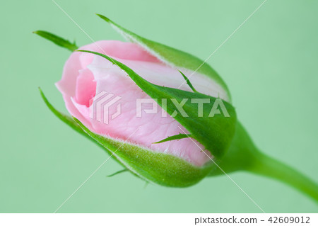 Pink rose bud closeup, selective focus. Pink rose bud closeup, selective focus. 42609012
