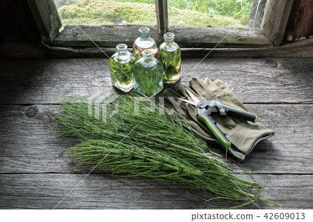 Horsetail healing herb, bottle of infusion, gloves 42609013