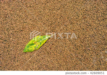 Leaf on the sidewalk. Leaf on the sidewalk. 42609051