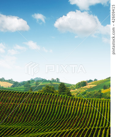 Amazing rural landscape with green vineyard Amazing rural landscape with green vineyard 42609415