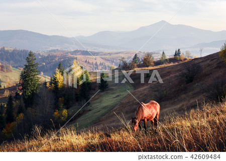 Horse in foggy meadow in mountains valley Horse in foggy meadow in mountains valley 42609484