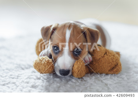 Jack russel terrier puppy 42609493