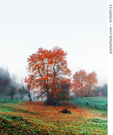 Amazing rural scene on autumn valley Amazing rural scene on autumn valley 42609513