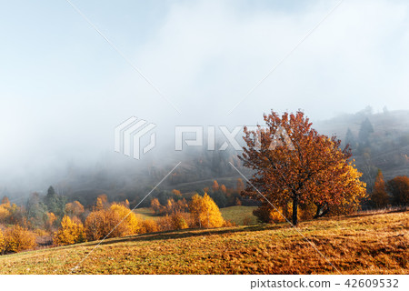 Amazing scene on autumn mountains 42609532