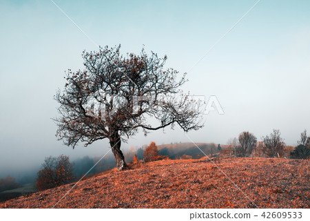 Amazing scene on autumn mountains 42609533