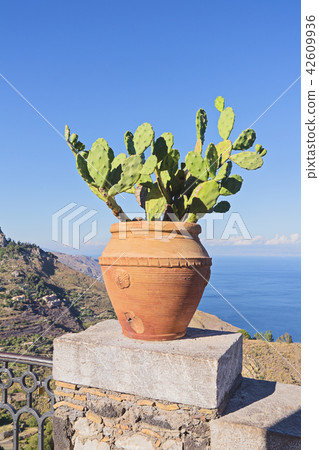 Potted plant of Opuntia against scenic summer view 42609936