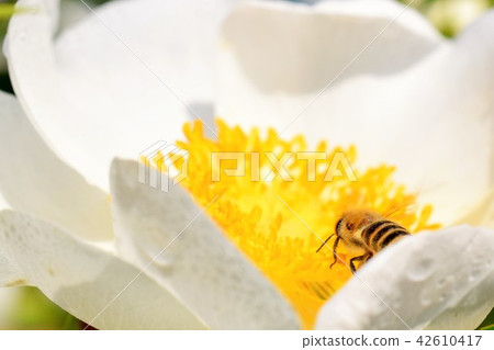 Japanese honey bee and white rose flower (whitening image + power of bee) rose rose Bee Honey bee skin beautiful whitening 42610417