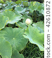 蓮花荷花 42610872
