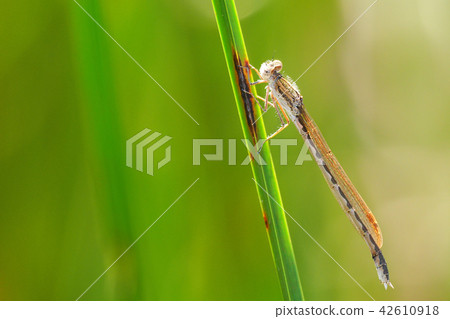Otsumombo (female) 42610918