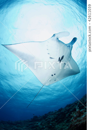 Manta Manta 42611039