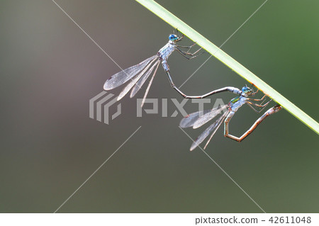 Ao-It-Tombo(產卵) Ao-It-Tombo(產卵) 42611048