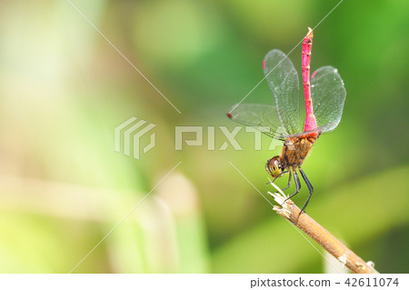 Mayutateakane (male) 42611074